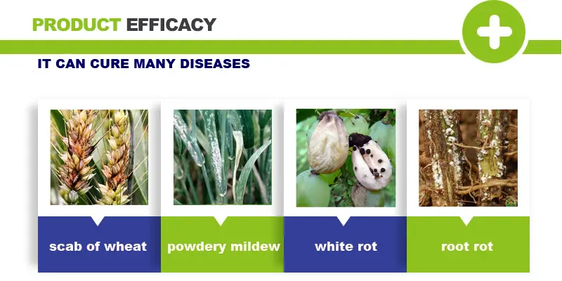 white rot thriam