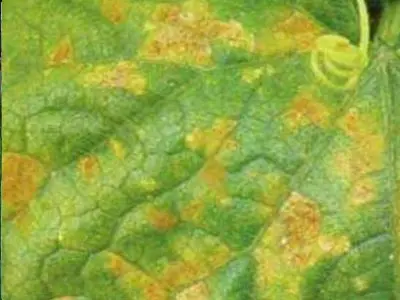 Cucumber red powdery mildew