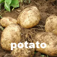 potato