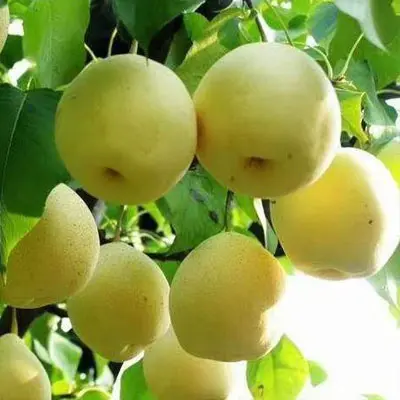 pear