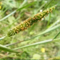 amur foxtail