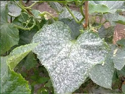 Cucumber powdery mildew