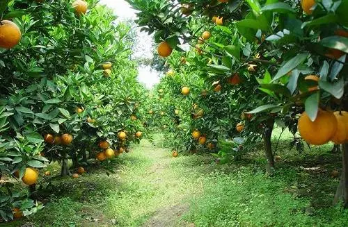 Orchard