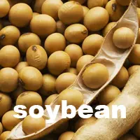 soybean