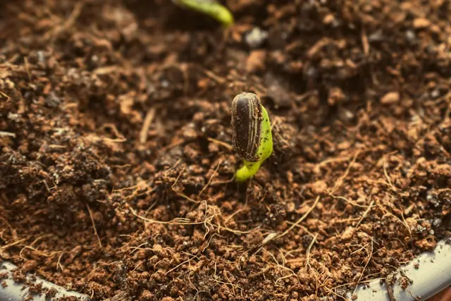 Plant germination