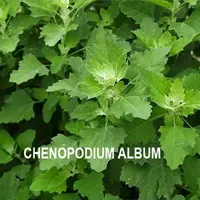 chenopodium album