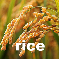 rice