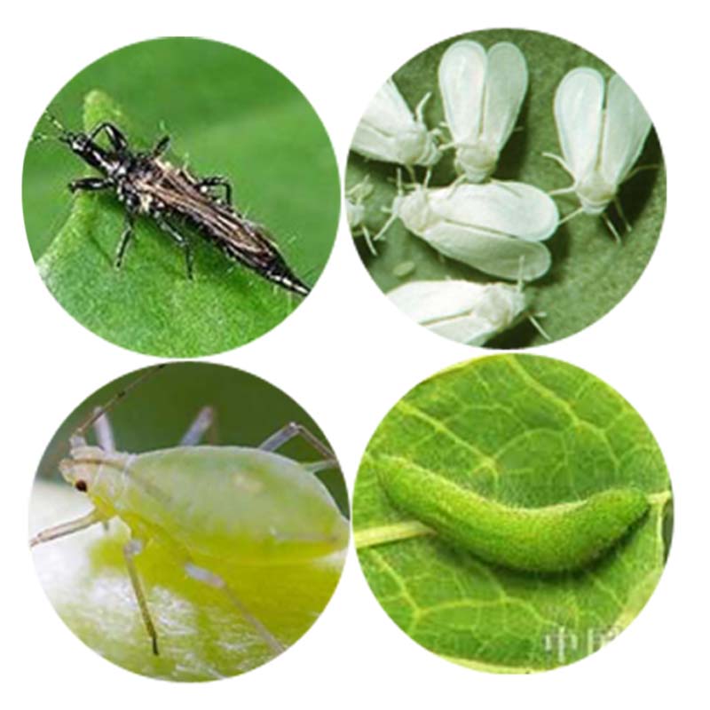 8 Years Exporter China High Quality 98% TC Lufenuron