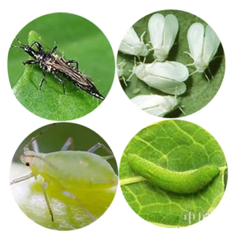 Factory Cheap China Insecticides Lufenuron 98%Tc, 10%Sc, 50g/L Ec, 5%Ec with Stock