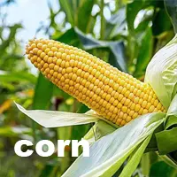 corn