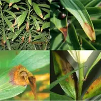Gray mold Lily