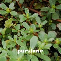 purslance