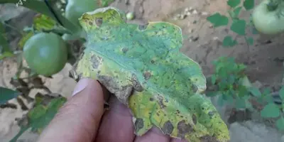 tomato early blight5