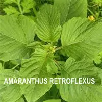 amaranthus retroflexus