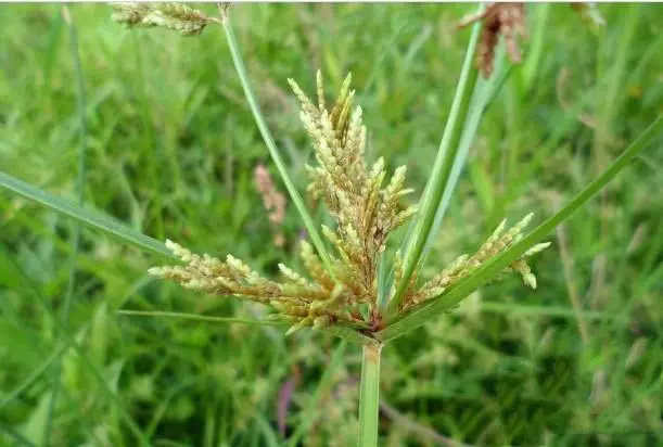 Cyperus