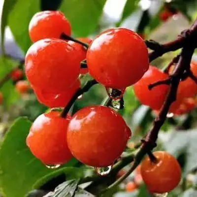 cherry