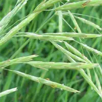 oat grass