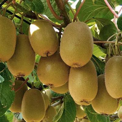 kiwi fruit