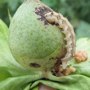 Pests - Cotton bollworm