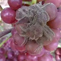 grape Gray mold