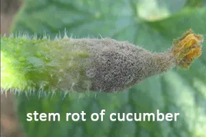 stem rot of cucumber