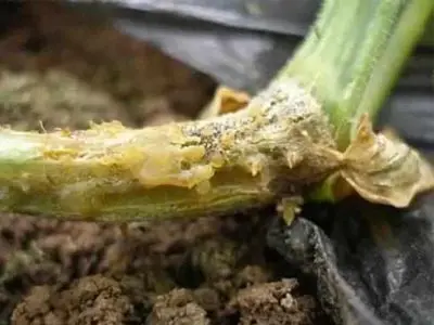 Cucumber blight