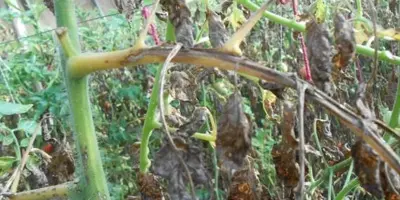 tomato early blight10