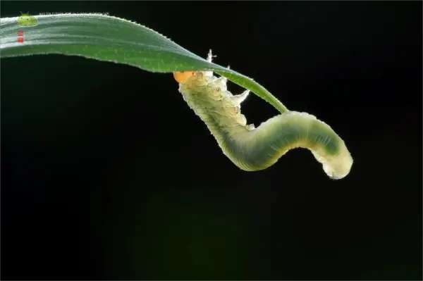 Wheat leaf wasp