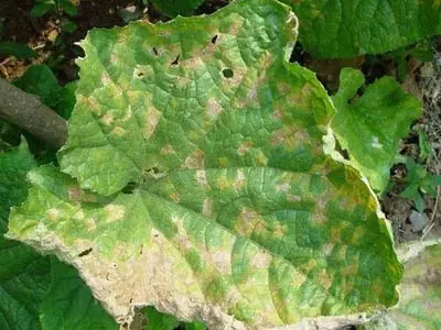 Cucumber downy mildew