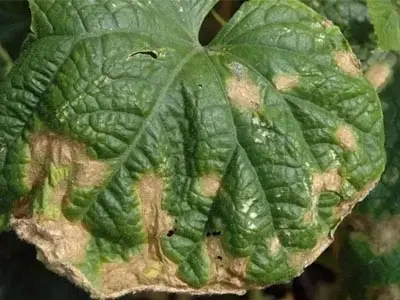Cucumber anthracnose
