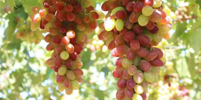 grape