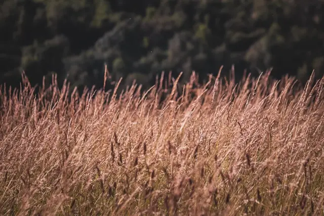 wheat