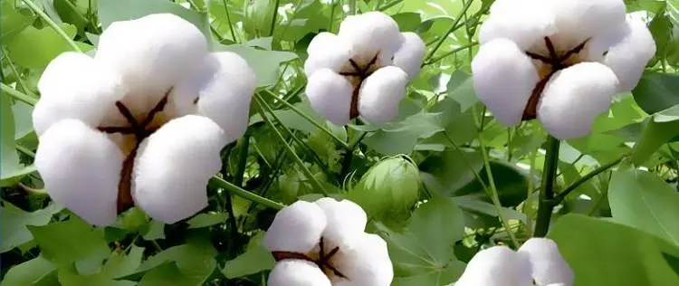 Cotton pesticide
