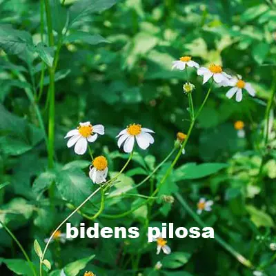 Bidens pilosa