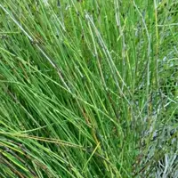 knotgrass
