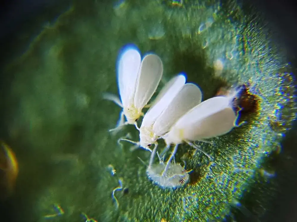 v2-8d20d248d226f87be056ee9764e09428_1440w