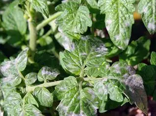 tomato disease