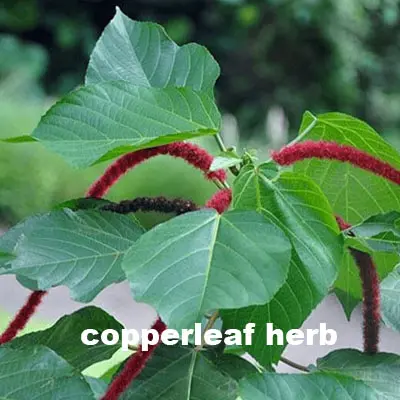 copperleaf herb