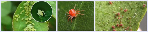 red spiders