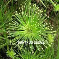 nutgrass flatsedge