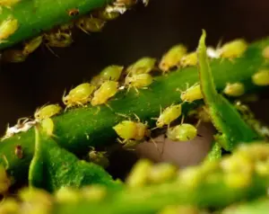Dipropionate