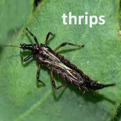 thrips