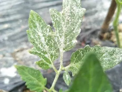 Powdery mildew