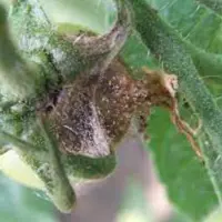 tomato Gray mold