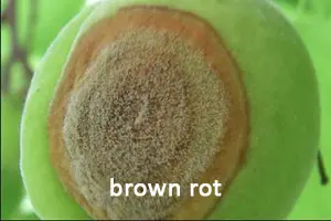 brown rot