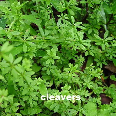 cleavers