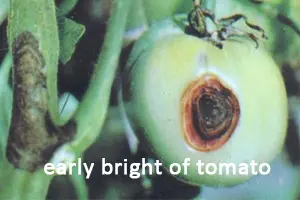 Early blight of tomato
