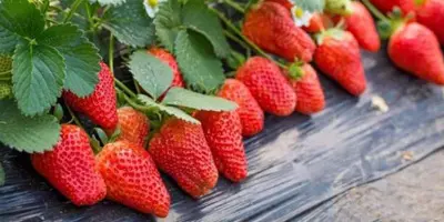 strawberry