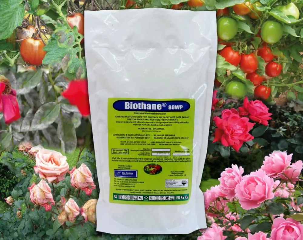 Professional China Mancozeb Fungicide - Best selling agrochemicals fungisida fungicides Mancozeb 80% WP for roses rust – AgeruoBiotech detail pictures