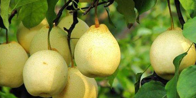 pear tree